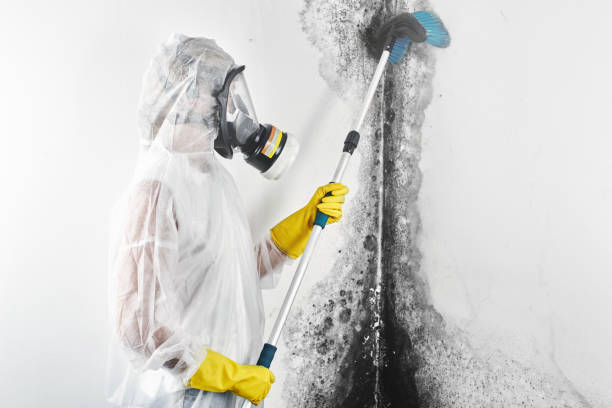 Best Environmental Consulting for Mold Prevention  in Covedale, OH