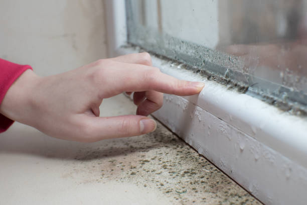 Best Mold Remediation for Healthcare Facilities  in Covedale, OH