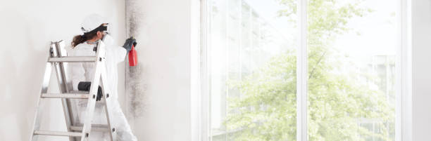 Reliable Covedale, OH Mold Removal Solutions